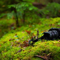 白駒の原生林の苔の森に置かれた一眼レフカメラの写真