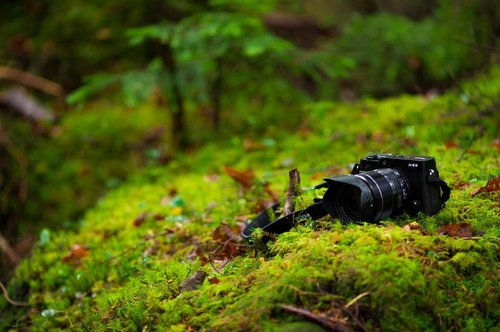白駒の原生林の苔の森に置かれた一眼レフカメラ