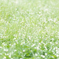 陽光が差し込む草原一面のシロツメクサの白い花の写真
