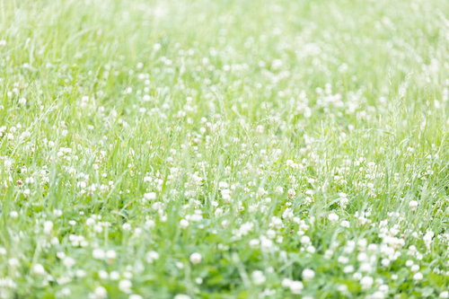 陽光が差し込む草原一面のシロツメクサの白い花