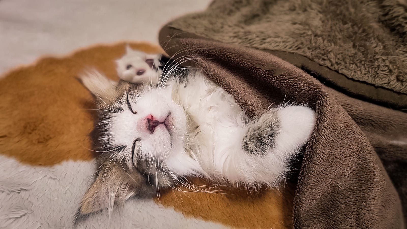 茶色の毛布にくるまって眠る白とオレンジの子猫