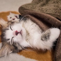 毛布にくるまってお昼寝する白とオレンジの子猫の写真