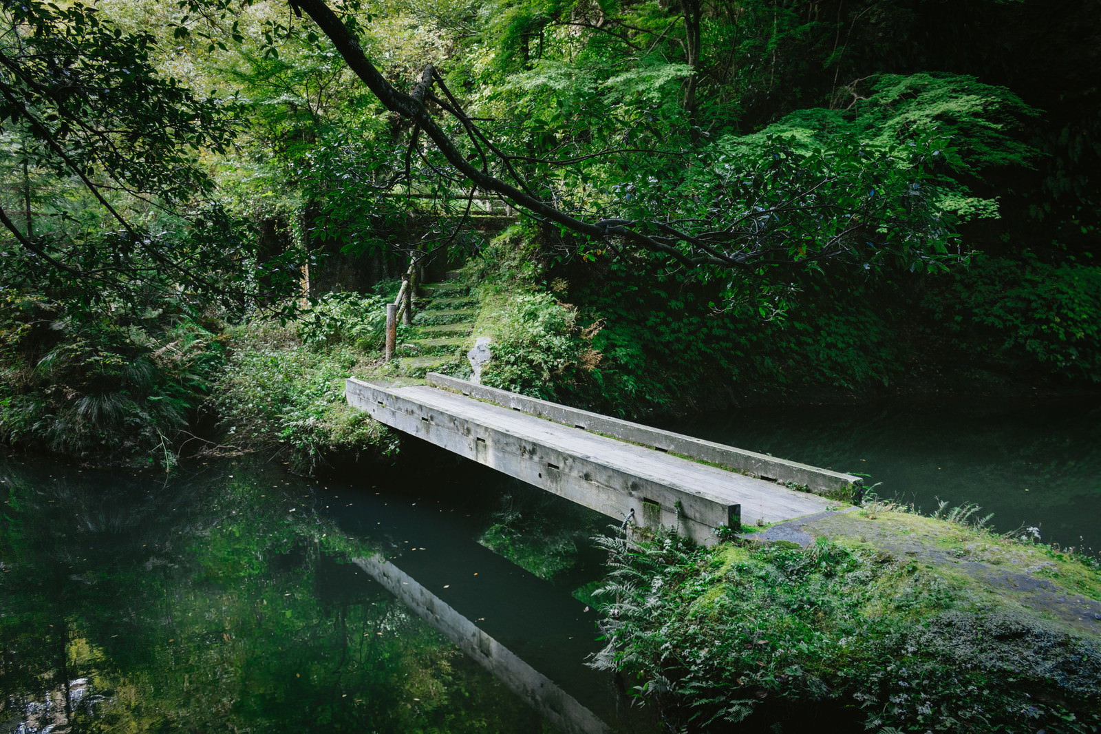 深い緑の森の中、池に架かる苔むした橋