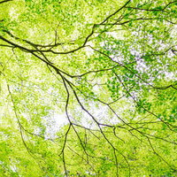 新緑の木漏れ日が降り注ぐ樹木、若葉を照らす光と影の写真