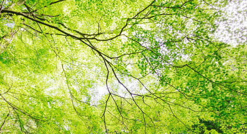 新緑の木漏れ日が降り注ぐ樹木、若葉を照らす光と影