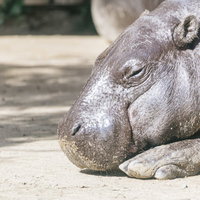 砂地で寝落ちするカバ、昼寝をする大型動物の休息風景の写真