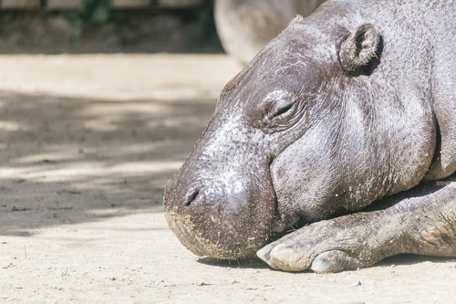 砂地で寝落ちするカバ、昼寝をする大型動物の休息風景