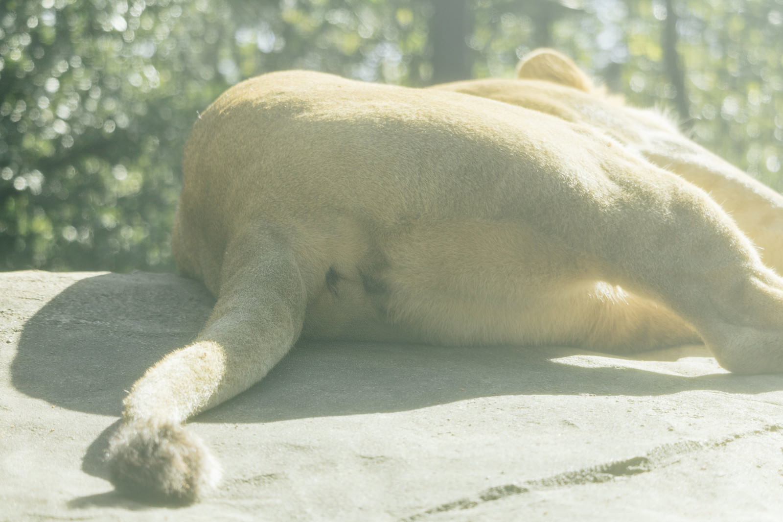 動物園で横たわりおならをするライオン