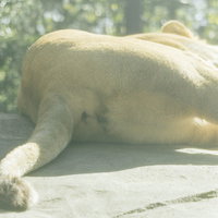 ブッ！の写真