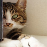 PCモニターの後ろに隠れて様子を見るキジ猫の写真