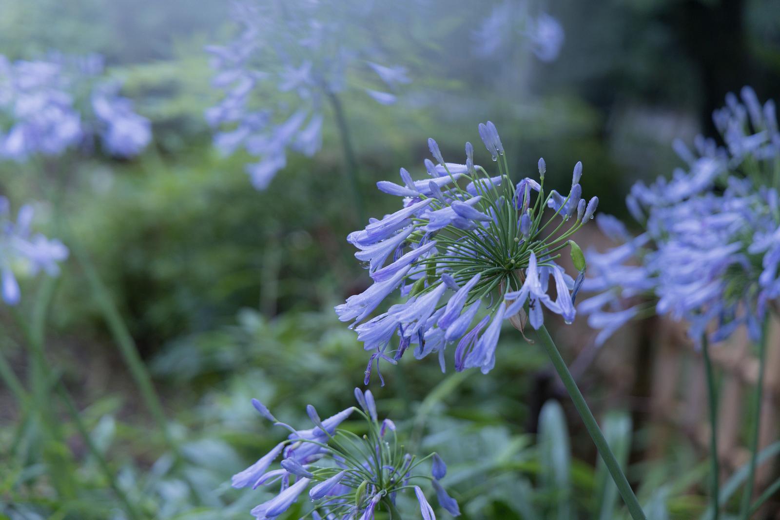 雨に濡れた紫色のアガパンサス（紫君子蘭）の花