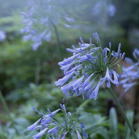 雨に濡れた紫君子蘭（アガパンサス）の花の写真