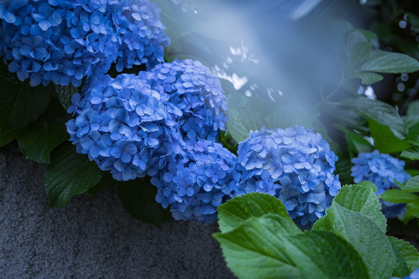 雨に濡れた鮮やかな青色の紫陽花が複数咲いている様子