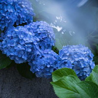 梅雨の季節に雨に濡れて咲く青い紫陽花の写真