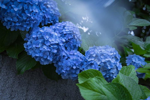 梅雨の季節に雨に濡れて咲く青い紫陽花