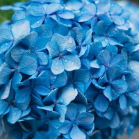 雨粒が付いた青い紫陽花の花房の写真
