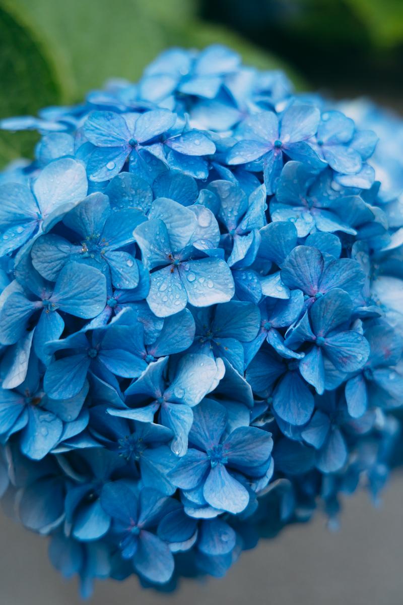 雨粒が付着した青紫の紫陽花の花房のクローズアップ