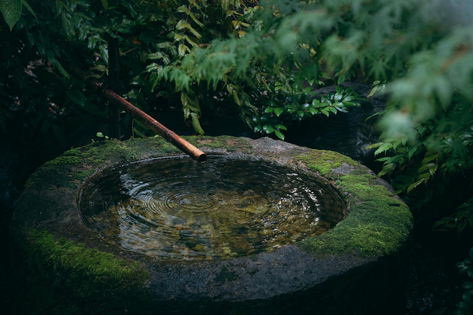 竹の樋から手水鉢へ落ちる水で作られる波紋。周囲は苔と緑の植物に囲まれている