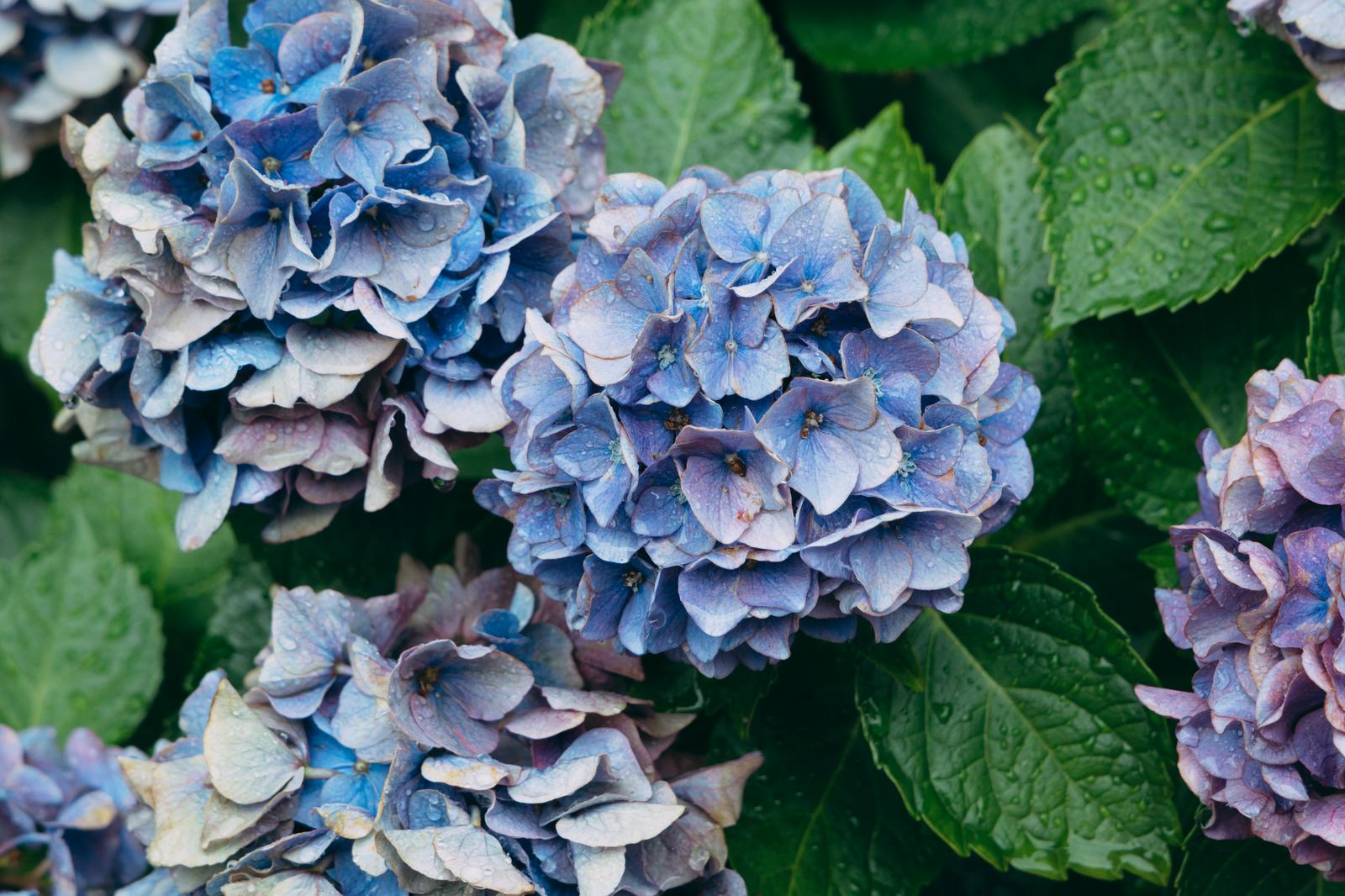 雨粒がついた青紫色の紫陽花の花房と緑色の葉