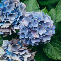 微妙な色の変化を感じる紫陽花の花房と雨粒の写真