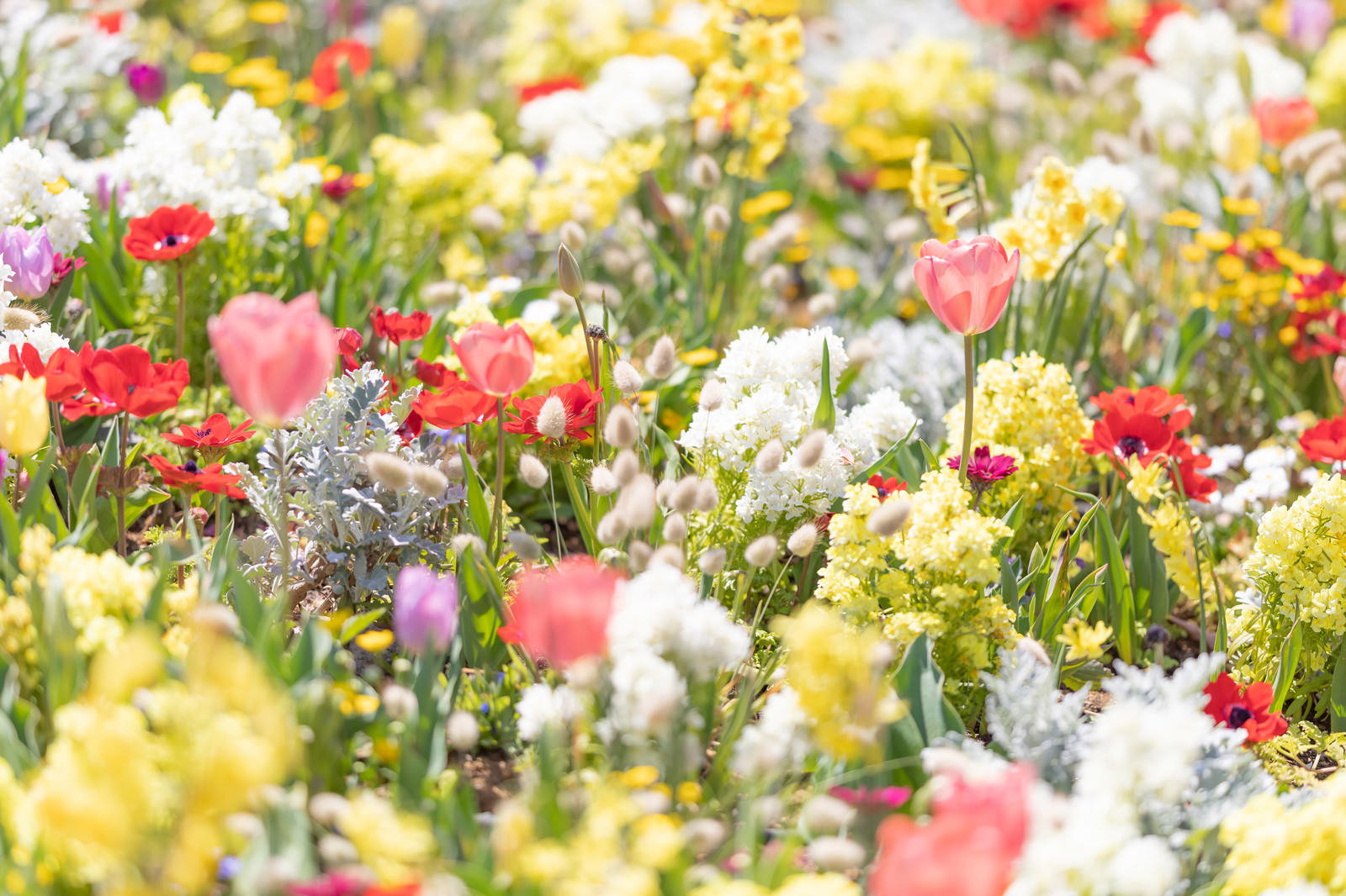 チューリップとラグラスが咲く春の花壇