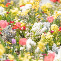 チューリップとラグラスが咲き競う春の花壇の写真