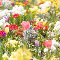 色とりどりチューリップが満開の春の花壇の庭園風景の写真