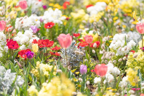 色とりどりチューリップが満開の春の花壇の庭園風景