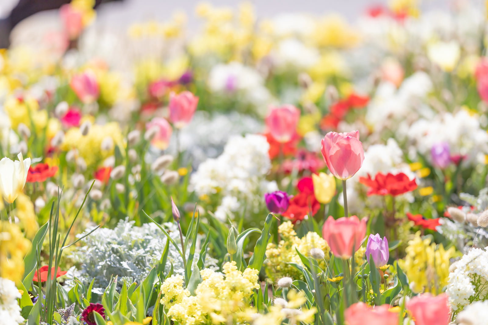 ピンクや白のチューリップとふわふわしたラグラスが咲く春の花壇