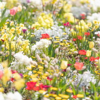 春花が満開のチューリップガーデン、ラグラスとの花壇の写真