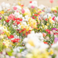 一面に咲き誇る春のカラフルなチューリップ花壇の写真