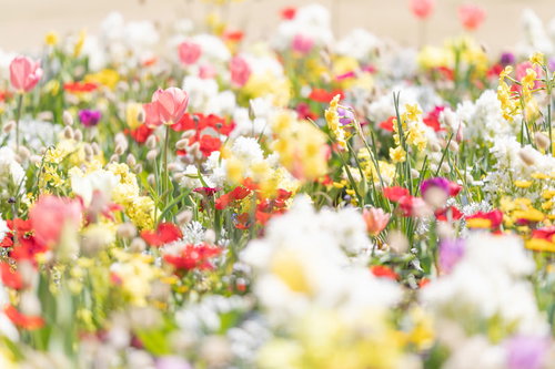 一面に咲き誇る春のカラフルなチューリップ花壇