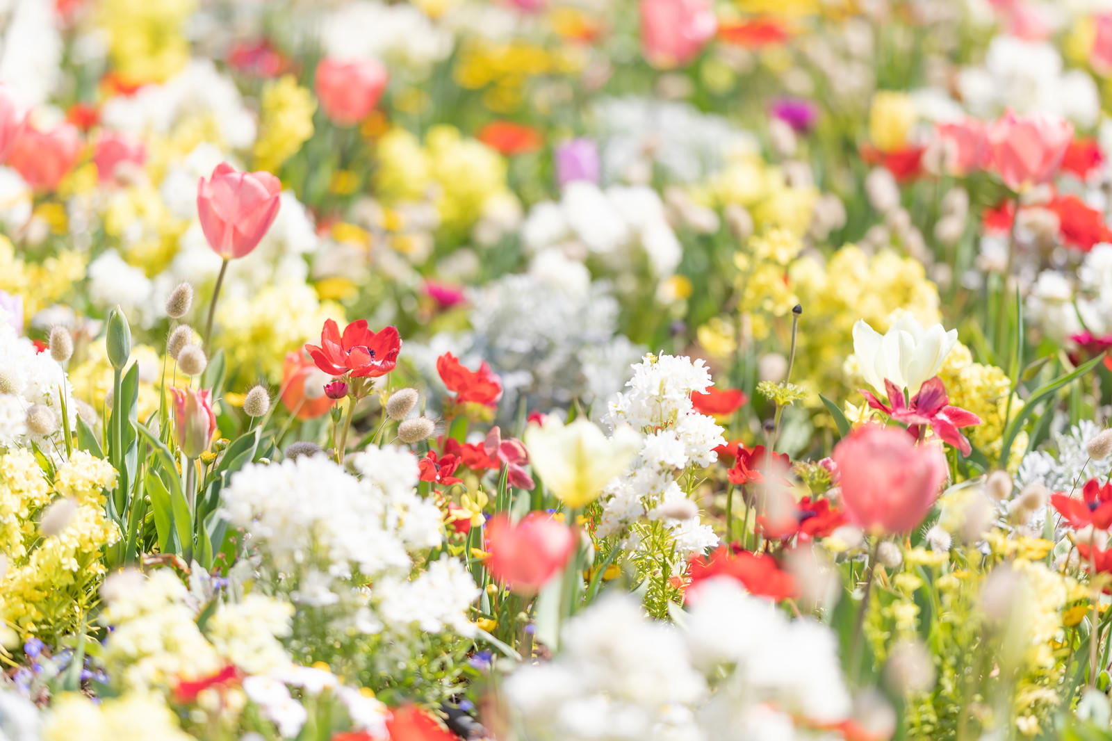 白とピンクのチューリップやラグラスが咲く春の花壇