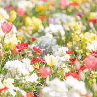 春爛漫のガーデニング、ラグラスやピンクのチューリップの写真