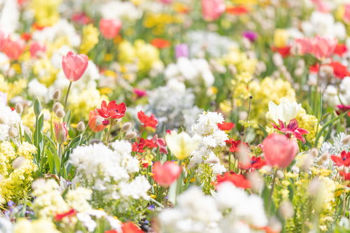 春爛漫のガーデニング、ラグラスやピンクのチューリップ