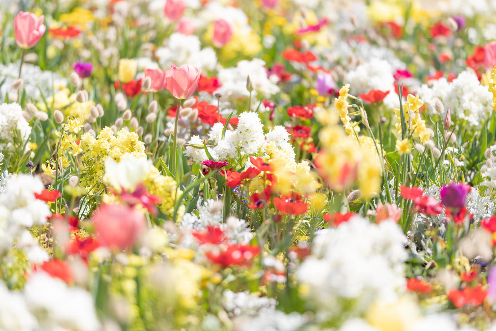 春の花畑に咲くピンクや白、黄色のチューリップとラグラス