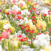 春色のお花、チューリップとラグラスの満開花畑の写真