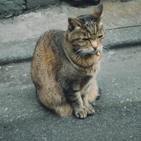 鈴をつけた野良猫がおすわりしている路地裏の風景の写真