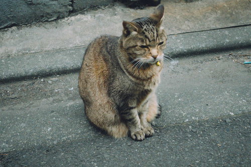 鈴をつけた野良猫がおすわりしている路地裏の風景