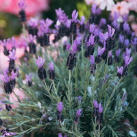 ガーデニングで育てるフレンチラベンダーの花壇の写真