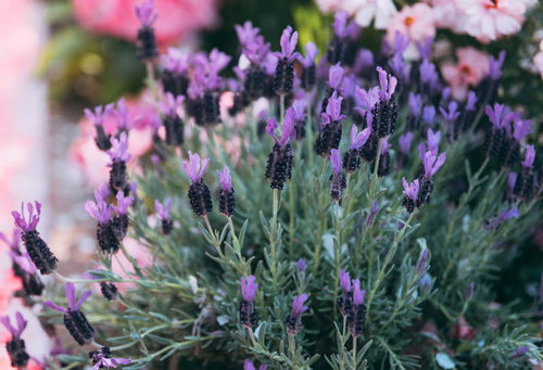 ガーデニングで育てるフレンチラベンダーの花壇