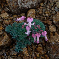 乗鞍新登山道の岩場に生えたコマクサ（駒草）の花の写真