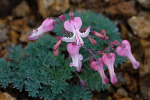 岩場に咲く高山植物コマクサの淡いピンク色の花