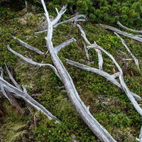 乗鞍新登山道に横たわる苔むした倒木と枯れた枝の写真