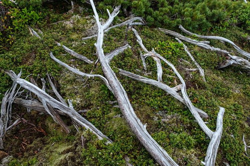 乗鞍新登山道に横たわる苔むした倒木と枯れた枝