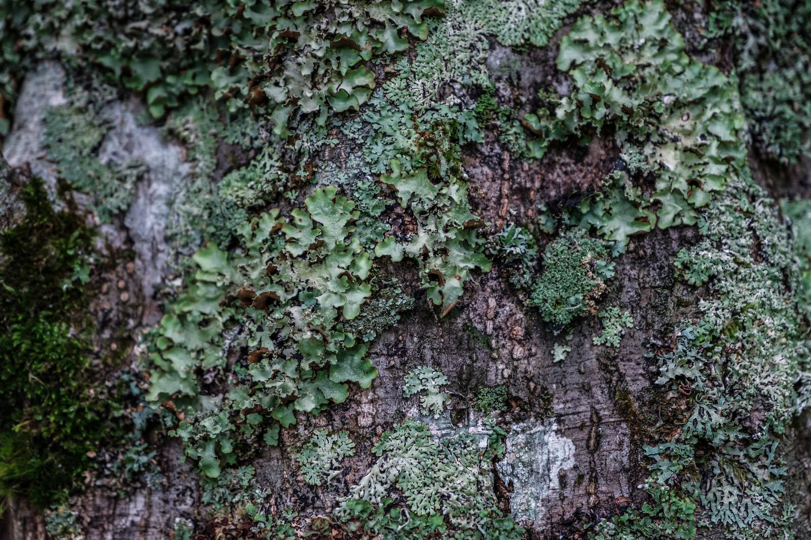 木の幹を覆う苔と地衣類