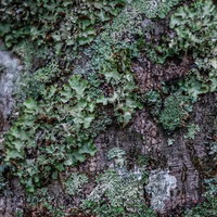 木の表皮に密生した苔のクローズアップ撮影の写真