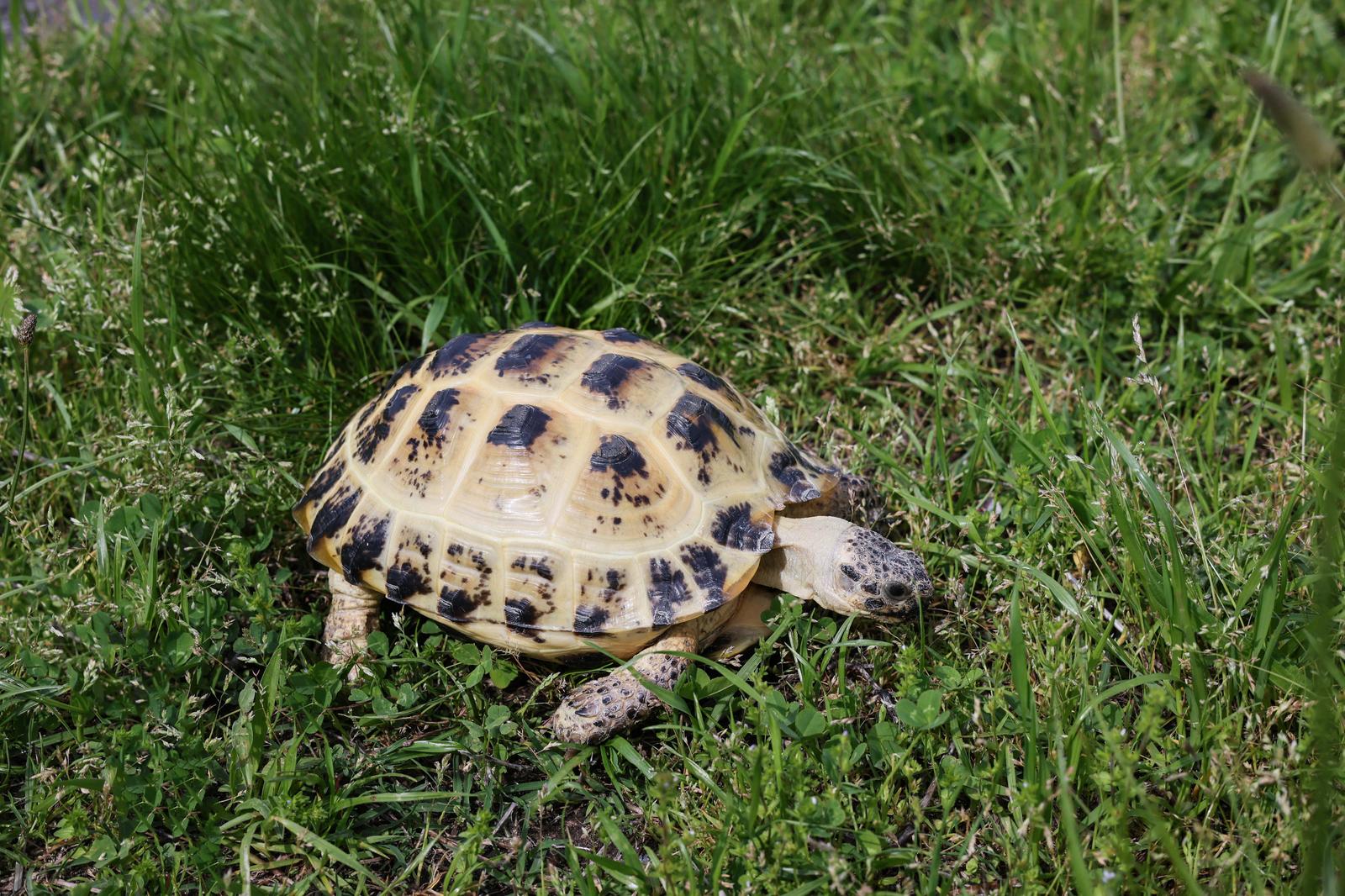 草の上をゆっくり歩く黄色と黒褐色の模様の甲羅を持つロシアリクガメ