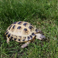 草の上をよちよち歩くロシアリクガメの愛らしい姿の写真