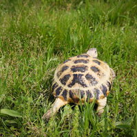 リクガメのおしりプリプリ、草の上をよちよち歩くの写真